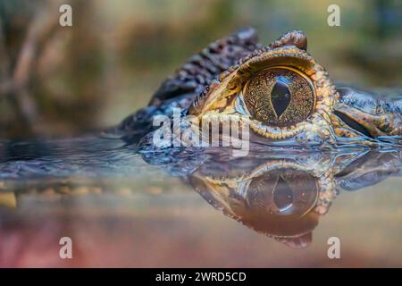 Krokodilauge-Nahaufnahme. Makroszene des Krokodilauges. Krokodilauge. Reflexion im Wasser Stockfoto