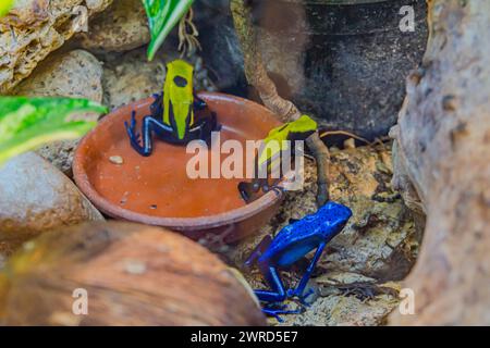 Eine Gruppe von bunten blauen Giftpfeilfroschen, die sich um eine kleine Schüssel versammelt haben. Giftpfeilfrösche sind bekannt für ihre leuchtenden Farben und giftigen Sekrete. Stockfoto