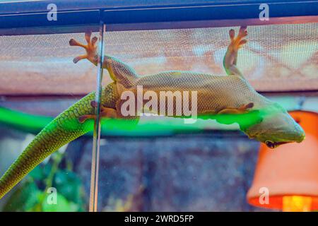 gecko hängt kopfüber an einem Draht. Geckos verfügen über spezielle Zehenpolster, mit denen sie klettern können und sich an glatten Oberflächen haften lassen, einschließlich hängend Stockfoto
