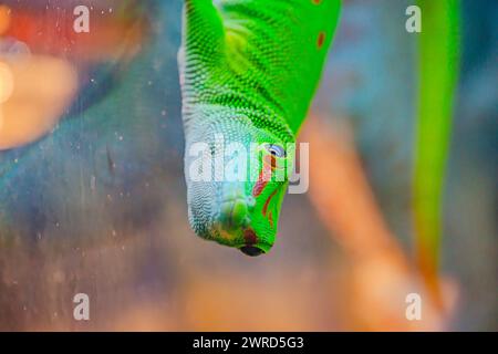 gecko hängt kopfüber an einem Draht. Geckos verfügen über spezielle Zehenpolster, mit denen sie klettern können und sich an glatten Oberflächen haften lassen, einschließlich hängend Stockfoto