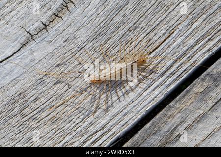 Spinnenläufer, Spinnenassel, Spinnen-Läufer, Spinnen-Assel, Scutigera coleoptrata, Haus Tausendfüßler, La Scutigère véloce, Hundertfüßer, Hundertfüßler, Stockfoto