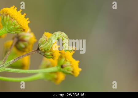 Wermut Mops-Larve (Eupithecia absinthiata) Stockfoto