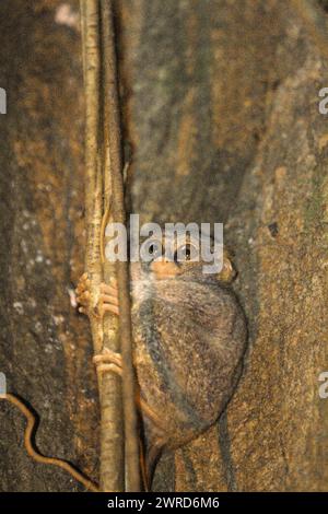 Ein Gurskys Spektraltarsier (Tarsius spectrumgurskyae) auf seinem Nestbaum im Tangkoko Nature Reserve, Nord-Sulawesi, Indonesien. Die Erhaltung von Primaten ist eine Herausforderung des Verhaltens und erfordert daher verhaltensorientierte Lösungen, so ein Team von Wissenschaftlern unter der Leitung von Harry Hilser in seinem 2023 veröffentlichten Artikel vom International Journal of Primatology. Sie schrieb auch: „Eine ganzheitliche Strategie der Bildung, des Kapazitätsaufbaus und der gemeinschaftlichen Erhaltung stützt sich auf eine Mischung aus Erkenntnissen aus verschiedenen sozialwissenschaftlichen Disziplinen und direkter Forschung mit Gemeinden in der Region. Stockfoto