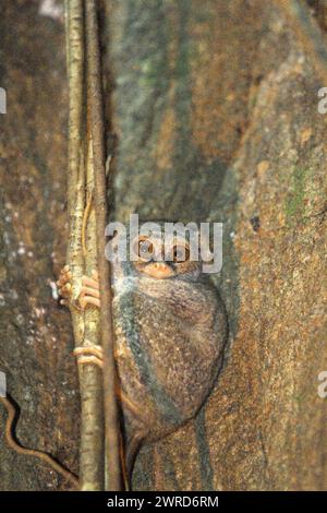 Ein Gurskys Spektraltarsier (Tarsius spectrumgurskyae) auf seinem Nestbaum im Tangkoko Nature Reserve, Nord-Sulawesi, Indonesien. Die Erhaltung von Primaten ist eine Herausforderung des Verhaltens und erfordert daher verhaltensorientierte Lösungen, so ein Team von Wissenschaftlern unter der Leitung von Harry Hilser in seinem 2023 veröffentlichten Artikel vom International Journal of Primatology. Sie schrieb auch: „Eine ganzheitliche Strategie der Bildung, des Kapazitätsaufbaus und der gemeinschaftlichen Erhaltung stützt sich auf eine Mischung aus Erkenntnissen aus verschiedenen sozialwissenschaftlichen Disziplinen und direkter Forschung mit Gemeinden in der Region. Stockfoto