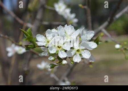 Blühende Apfelbäume im Frühlingsgarten. Stockfoto