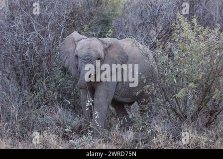 Elefanten im Spiel - junger grauer Elefant, eingerahmt von trockenem Busch. Zugewandter Betrachter mit Rücken gekräuseltem Rumpf. Stockfoto