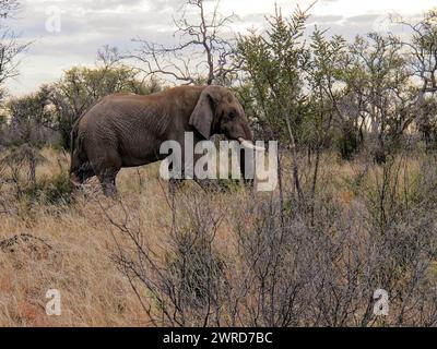 Elefant - ein einsamer Elefant, der im Buschveld spaziert. Eine Seite in Sicht. Stockfoto