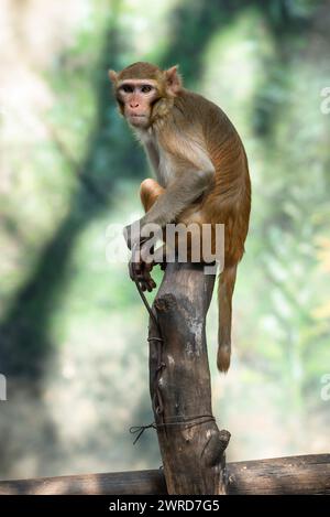 Affe, der sorgfältig auf die Kamera im Zoo in Thailand blickt und auf Holzholz sitzt Stockfoto