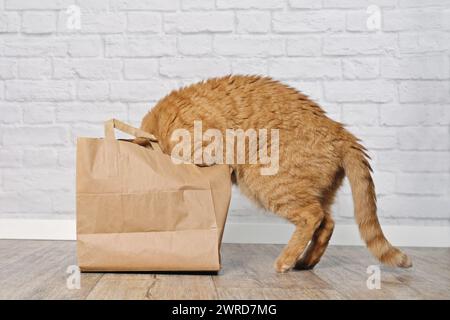 Lustige Ingwerkatze steckte seinen Kopf in eine Papiertüte. Seitenansicht mit Kopierraum Stockfoto