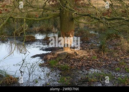 Madenspuren... Biber ( Castor Fiber ), von Biber genagter Baum ( Eiche ), Tierspuren, Tierwelt, Natur in Europa. Stockfoto