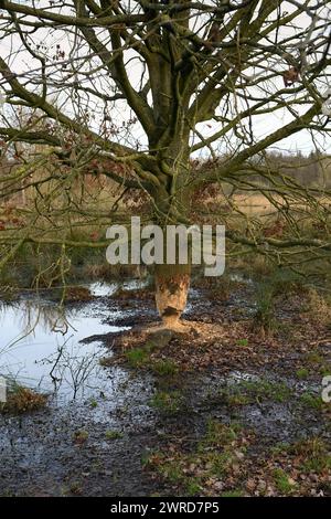 Madenspuren... Biber ( Castor Fiber ), von Biber genagter Baum ( Eiche ), Tierspuren, Tierwelt, Natur in Europa. Stockfoto