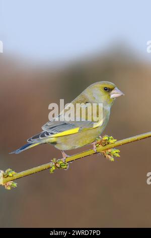 Europäischer Grünfink ( Carduelis chloris ) auf einem Zweig mit gelben Blüten, Forsythienzweig im Frühjahr, typischer Gartenvogel einheimischer singvogel, r Stockfoto