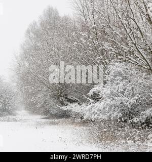 Wintereinbruch, schneebedeckte Büsche und Bäume, Naturgebiet im alten rheinschleuder bei Düsseldorf, Deutschland, Landschaften und Natur in Europa. Stockfoto