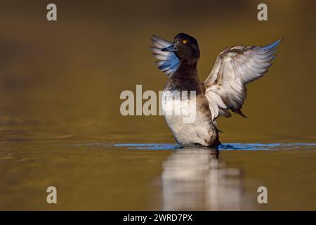 Tufted Ente ( Aythya fuligula ) mit Flügeln flattert, Flügel weit offen wie ein Engel, Wildtiere, Europa. Stockfoto