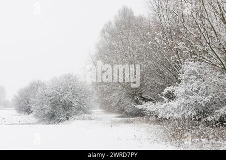 Wintereinbruch, schneebedeckte Büsche und Bäume, Naturgebiet im alten rheinschleuder bei Düsseldorf, Deutschland, Landschaften und Natur in Europa. Stockfoto