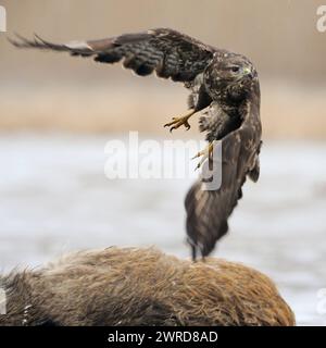 Abfliegend... Mäusebussard Buteo buteo , schwungvoller Abflug, Flugaufnahme, saß zuvor auf einem toten Wildschwein, Verkehrsopfer, AAS, von dem der Bussard, Greifvogel, Raubvogel gefressener Hut *** Mäusebussard Buteo buteo, der von einem Kadaver abfängt, wo er vorher gefüttert wurde, Wildtiere, Europa. Mecklenburg-Vorpommern Deutschland, Europa Stockfoto