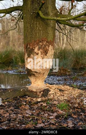 Der Biber war da... Angeknabberte Eiche Fagus sylvatica am Rand eines Gewässers, unübersehbare Nagespuren eines Biebers an einem großen, stämmigen Baum, typisch Sanduhr / Eieruhr - Form durch doppelkegelförmiges Benagen des Stammes *** der Biber war da... Gebratene Eiche Fagus sylvatica am Rand eines Wasserkörpers, Tierspuren, Natur in Europa. Nordrhein-Westfalen Deutschland, Westeuropa Stockfoto