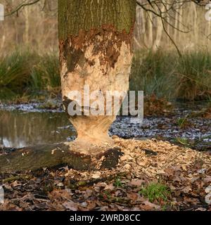 Der Biber war da... Angeknabberte Eiche Fagus sylvatica am Rand eines Gewässers, unübersehbare Nagespuren eines Biebers an einem großen, stämmigen Baum, typisch Sanduhr / Eieruhr - Form durch doppelkegelförmiges Benagen des Stammes *** der Biber war da... Eiche Fagus sylvatica am Rand eines Wasserkörpers, Natur in Europa. Nordrhein-Westfalen Deutschland, Westeuropa Stockfoto