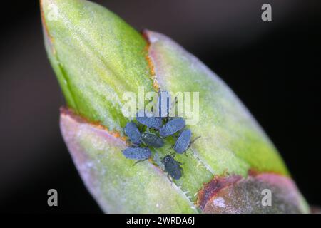 Die Blattlaus der schwarzen Bohnen (Aphis fabae). Junge Blattläuse, die nur aus Eiern schlüpfen, auf einer Spindelknospe (Euonymus). Stockfoto