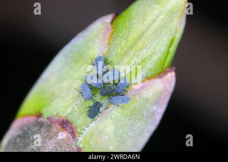 Die Blattlaus der schwarzen Bohnen (Aphis fabae). Junge Blattläuse, die nur aus Eiern schlüpfen, auf einer Spindelknospe (Euonymus). Stockfoto