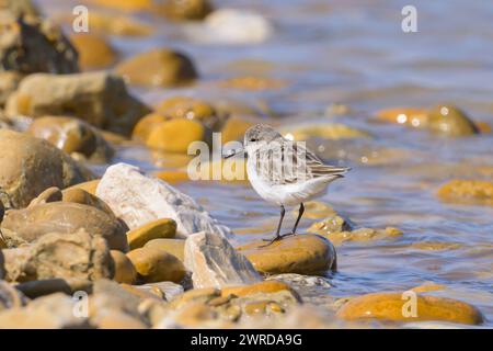 Ein kleiner Stint auf einem Kieselstein in der Nähe des Wassers, sonniger Tag im Frühling, Camargue, Südfrankreich Arles France Stockfoto