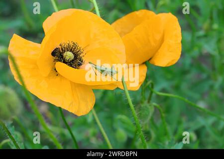 Gelbe Mohnblume auf dünnem Stiel und Grashüpfer auf grünem, verschwommenem Hintergrund. Selektiver Fokus. Stockfoto