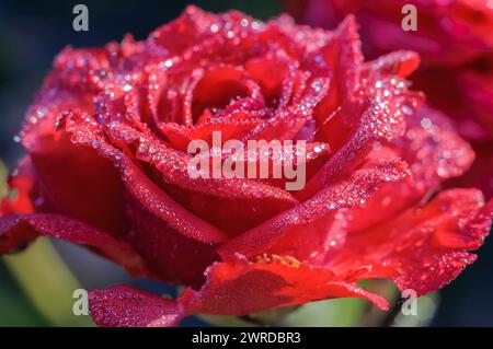 Eine rote Rosenblume mit Perlen von Tautropfen auf den Blütenblättern. Pflanzen Sie Sommer Hintergrund mit weichem Fokus. Stockfoto