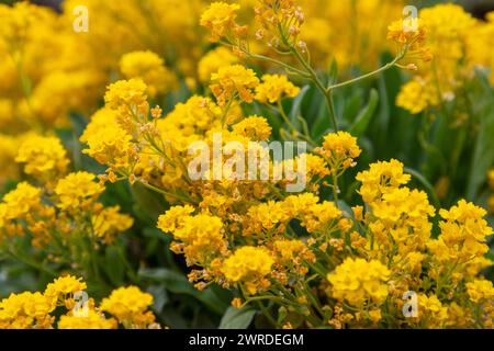 Die reichen, gelben Blütenstände von Alyssum (Aurinia) werden in dieser Nahaufnahme in atemberaubendem Detail hervorgehoben und bieten einen strukturreichen und farbenfrohen Rücken Stockfoto