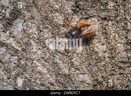 Gehörnte Mauerbiene Osmia cornuta. Gehörnte Mauerbiene Osmia cornuta. 20230321MIC1044 *** Gehörnte freimaurerbiene Osmia cornuta Gehörnte freimaurerbiene Osmia cornuta 20230321MIC1044 Stockfoto