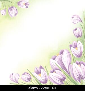 Postkartenschablone mit violetten Krokussen und grünem Aquarellfleck. Frühling Sommer Hintergrund Aquarellanordnung, Blumenrahmen mit Kopierraum Stockfoto