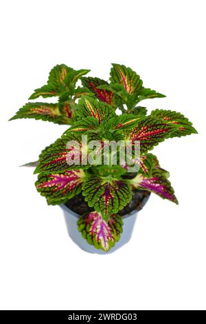 Bunte bemalte Brennnessel 'Coleus Blumei' Pflanze mit dunkelrosa Adern auf weißem Hintergrund Stockfoto