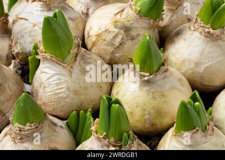 Sprießende Hyacint-Glühlampen im Frühling aus nächster Nähe Stockfoto