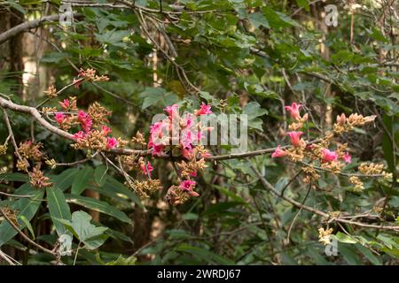 Rosafarbene Blüten entlang eines Zweigs des australischen Queensland Lacebark-Baumes, Brachychiton, verfärben sich und wachsen im Frühjahr in Clustern. Quelle von Bush-tucker. Stockfoto