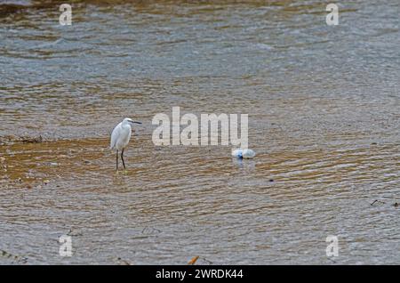 Kleiner Egret im Feuchtgebiet und Plastikflasche in den See geworfen. Stockfoto