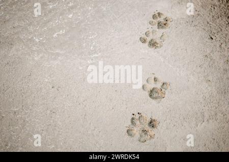 Hundefußabdrücke auf Betonbetonboden Stockfoto