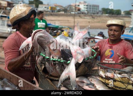 Oktober 2015. Fischer entladen Welse von Booten in Santarém am Amazonasgebiet, Brasilien. Stockfoto