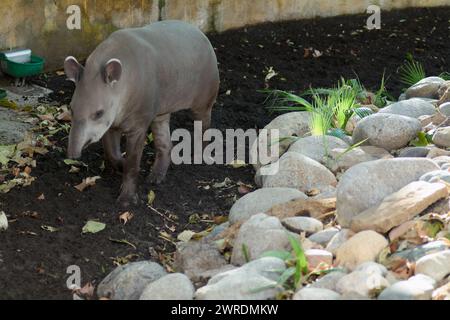 Tapir in einem ruhigen Garten Stockfoto