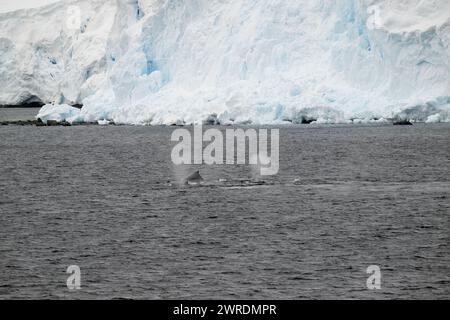 Whale Buckel (Megaptera novaeangliae), Orne Harbour, Gerlache Strait, Antarktische Halbinsel, Januar 2024 Stockfoto
