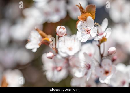 Prunus cerasifera oder gebräuchliche Namen Kirschpflaume und Myrobalanpflaumenzweig mit Blüten und Blättern im Frühjahr. Stockfoto