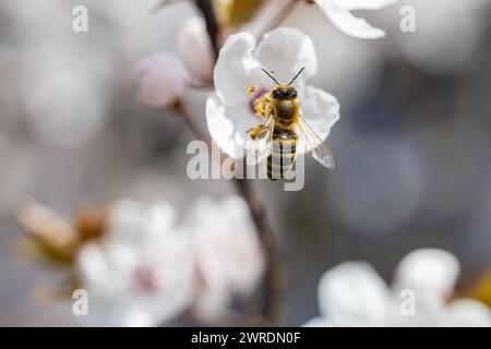 Biene saugt im Frühjahr den Nektar an den weißen Blüten von Prunus cerasifera Stockfoto