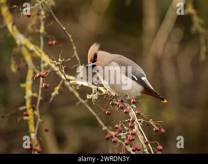 Waxwing Inruption Winter 2023 /2024. Bahnhof Hassop, Derbyshire Stockfoto