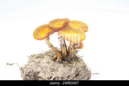 Der ringlose Honigpilz - Desarmillaria caespitosa - ist ein schöner essbarer, wenn auch vollständig gekochter Pilz. Auf Schmutzklumpen oder Erde isoliert auf weißem bac Stockfoto