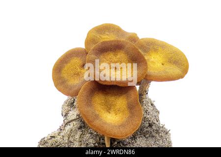 Der ringlose Honigpilz - Desarmillaria caespitosa - ist ein schöner essbarer, wenn auch vollständig gekochter Pilz. Auf Schmutzklumpen oder Erde isoliert auf weißem bac Stockfoto