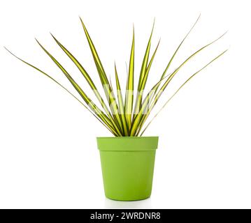 Dracaena marginata Pflanze isoliert auf Weiss Stockfoto