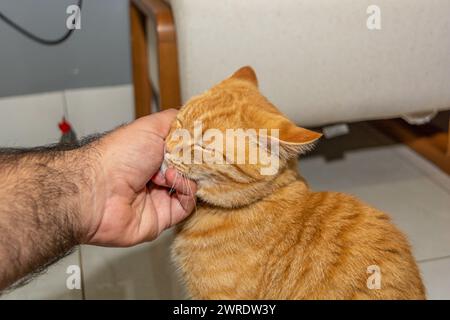 Ein Mann, der eine liebenswerte Ingwerkatze streichelt Stockfoto