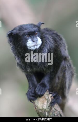 Der Schwarzmanteltamarin, Saguinus nigricollis, ist eine Tamarinart aus dem Nordwesten des Amazonasgebiets im Fernen Westen Brasiliens, im Südosten Kolumbiens Stockfoto