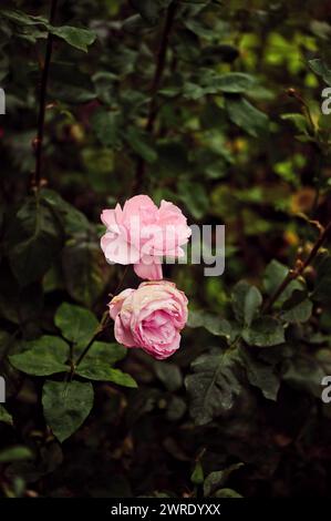 Zwei blühende rosa Rosen neben grünen Blättern in einem Garten Stockfoto