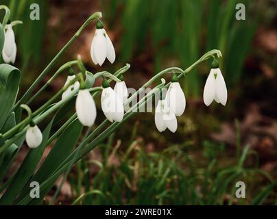 Frische weiße Schneeglöckchen umgeben von leuchtend grünem Gras und Blättern Stockfoto