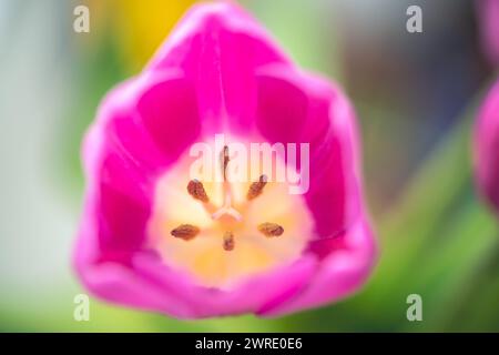 Makrofoto einer Tulpe, Draufsicht, Struktur der Blume, Pistil und Staubgefäße Stockfoto