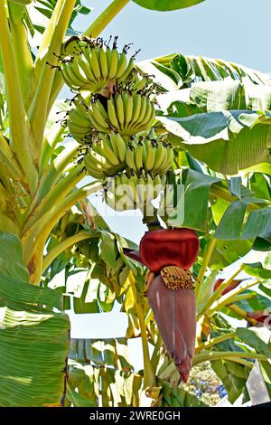 Ein paar grüne Bananen auf einem Baum in Ribeirao Preto, Sao Paulo, Brasilien Stockfoto